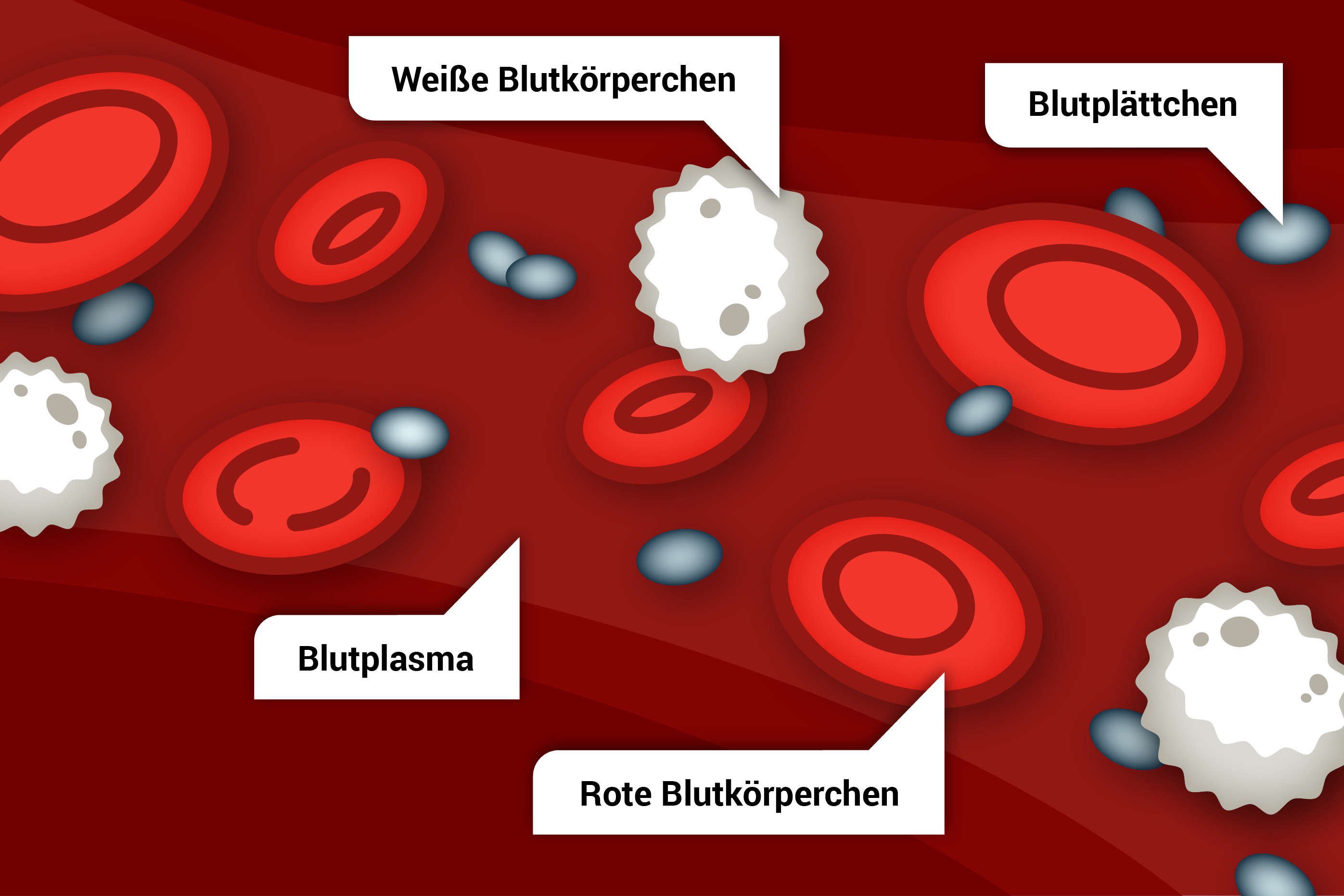 Bestandteile des Blutes: Blutzellen und Plasma