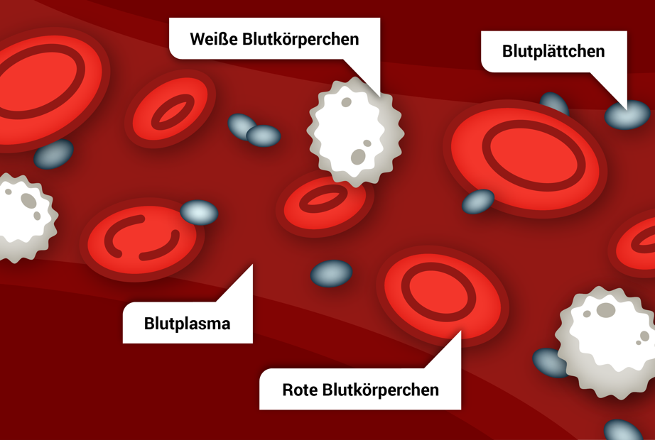 Abbildung mit Beschreibung der Blutbestandteile.