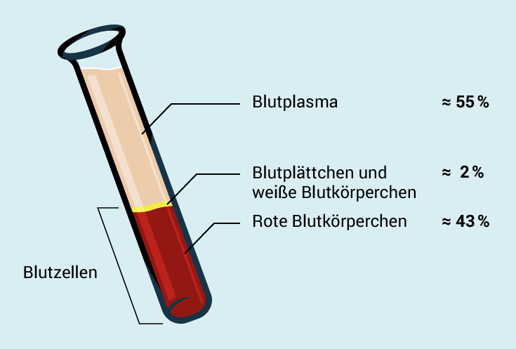 Zeichnung Reagenzglas mit Blut und Beschreibung der Bestandteile.