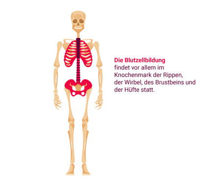 Die Infografik zeigt ein Skelett, in dem besonders die Wirbelsäule, die Rippen, das Brustbein und die Hüftknochen farblich hervorgehoben sind. Rechts daneben steht der Text: : Die Blutzellbildung findet vor allem im Knochenmark der Rippen, der Wirbel, des Brustbeins und der Hüfte statt. 