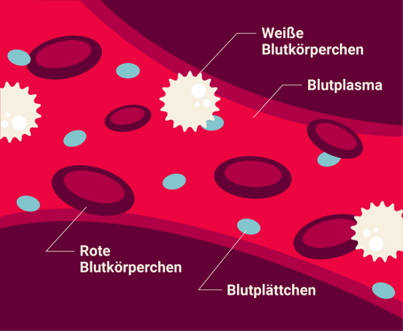 Die Infografik zeigt eine Blutbahn samt der verschiedenen Bestandteile des Blutes. Sie sind beschriftet: rote Blutkörperchen, Blutplättchen, Blutplasma und weiße Blutkörperchen. 