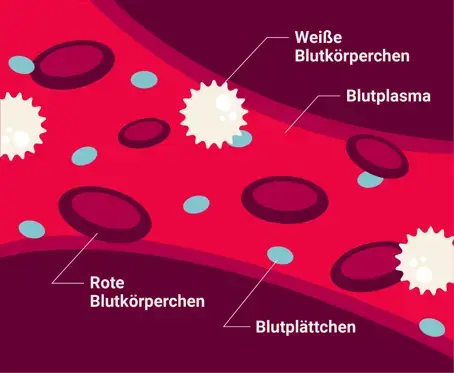 Die Infografik zeigt eine Blutbahn samt der verschiedenen Bestandteile des Blutes. Sie sind beschriftet: rote Blutk&ouml;rperchen, Blutpl&auml;ttchen, Blutplasma und wei&szlig;e Blutk&ouml;rperchen. 